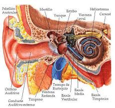 We did not find results for: El Oido Estructura Zonas Equilibrio Y La Audicion Breve Descripcion Biografias E Historia Universal Argentina Y De La Ciencia