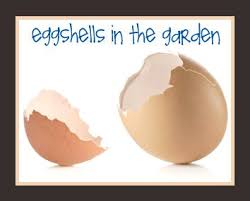 Sprinkle Crushed Eggshells Around Your Vegetable Plants To Keep Cutworms Slugs And Snails Away Use Crushed Egg Shells Egg Shells In Garden Garden Pests