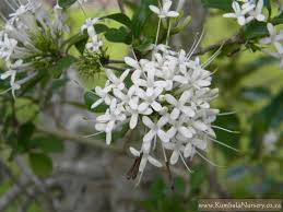 Image result for Pavetta uniflora
