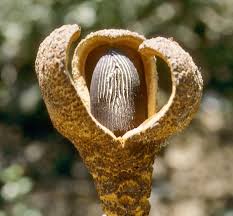 Image result for Hydnoraceae