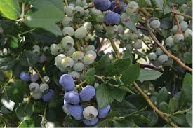 Florida's blueberry production this past year was 16 million pounds, thus putting the state in the ranks of leading blueberry. Southern Highbush Berries Have Turned The Blueberry World Upside Down Growing Produce