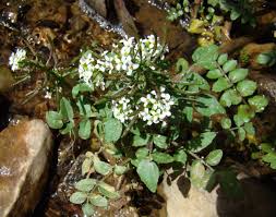Image result for Nasturtium officinale
