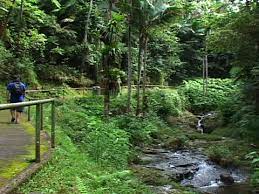 Check spelling or type a new query. Toro Negro Puerto Rico