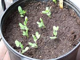 This year, i'm growing sugar snap peas rather than english peas, because i want to be able to consume the pods, too, and because they are one of but at this rate, i can't quite keep up with them, and we feel a little like lucy and ethel in the candy factory, so i went looking for recipes that would. Grow Plants Grow A Photographic Update Our Balcony Farm