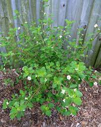 Hot Button Plants Native Plants Lantana