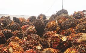 Beli uang koin kelapa sawit online berkualitas dengan harga murah terbaru 2021 di tokopedia! Infosawit Berita Harian Kelapa Sawit Terkini Info Sawit Terbaru