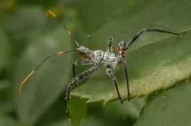 Assassin bugs are a very large group with diverse body forms, but most are black or brown (sometimes orange, yellow, or red) with a rather oval body. Assassin Bug Black And White With Red Orange Striped Abdomen Arilus Cristatus Bugguide Net