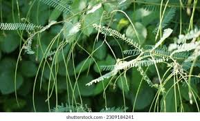 Image result for Tephrosia linearis