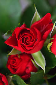 Kurang lebih dari 4000 lagu menggunakan judul dan lirik mawar/rose. Wallpaper Bunga Rose 910x1369 Wallpaper Teahub Io