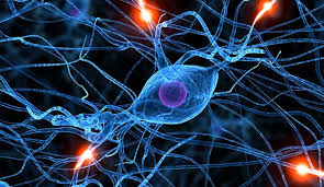 Amyotrophic lateral sclerosis is a neurodegenerative neuromuscular disease that results in the progressive loss of motor neurons that control voluntary muscles. Un Nuevo Medicamento Para La Esclerosis Lateral Amiotrofica El Medico Interactivo