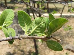 Image result for Vangueria esculenta