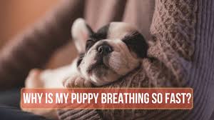 There are several instances where you may catch your puppy breathing rapidly. Why Is My Puppy Breathing So Fast Smart Dog Owners