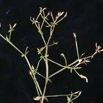 Image result for Canscora alata