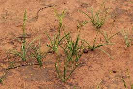 Image result for Dipcadi