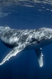 why don t whales develop cancer and