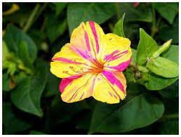 Le Langage Des Fleurs B Flower Seeds Flowers Clock Flower