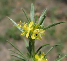 Image result for Vahlia digyna