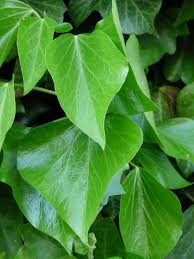 It is labeled as an invasive species in many parts of the united states, and its sale or import is banned in the state of oregon. Ø£ÙˆØ±Ø§Ù‚ Ø§Ù„Ù„Ø¨Ù„Ø§Ø¨ Ù„Ø¨Ù„Ø§Ø¨ Ø§ÙˆØ±Ø§Ù‚ Ø§Ø´Ø¬Ø§Ø± Ø£Ø®Ø¶Ø± Ù†Ù…Ùˆ Ø§Ù„Ù„Ø¨Ù„Ø§Ø¨ ØªÙ„ÙˆØ« Ø§Ù„Ù„Ø¨Ù„Ø§Ø¨ Ø§Ù„Ù…Ø´ØªØ±Ùƒ Ù‡ÙŠØ¯ÙŠØ±Ø§ Ù‡ÙŠÙ„ÙŠÙƒØ³ Ù†Ø¨Ø§Øª Ù…ØªØ³Ù„Ù‚ Ø§Ù„Ø®Ø¶ÙŠØ±Ø© Ø³Ø§Ù… Pikist