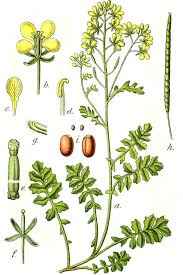 Image result for Erucastrum arabicum