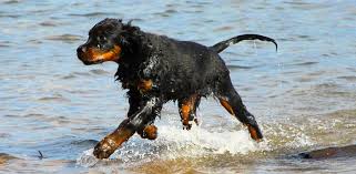 Image result for skotský setr gordonsetr