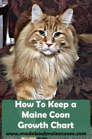 Pin On Maine Coon Guide