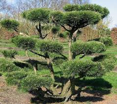 Mungkin saat ini anda sedang mencari tahu bagaimana caranya membuat laporan harga pokok pada kali ini saya akan membantu membuatkan laporan harga pokok produksi manufaktur sesuai. Nama Scientific Pine Tree Acacia Integrated Sdn Bhd Facebook