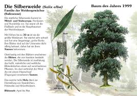 It is an artificial hybrid between s. Silberweide