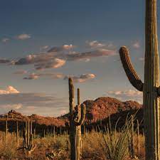 Extra cactus over artist initials rare error at the best online prices at ebay! One Sick Year It Takes More Than A Pandemic To Get People To Stop Acting Like Idiots 2020 The Year From Hell Tucson Weekly