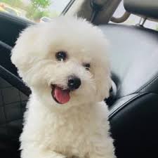 What is the cost of a bichon frise puppy? Bichon Frise Puppies For Sale Breeders In Texas