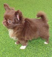 Chocolate Long Haired Chihuahua Chihuahua Puppies Baby Chihuahua Cute Chihuahua