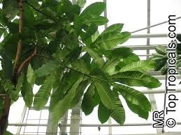 Image result for Anacardium