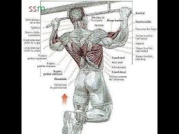 A short summary of this paper. Bodybuilding Back Exercises How To Build Your Back Youtube