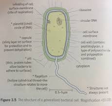 Cellulose is a structural carbohydrate and is considered a complex sugar because it is used in both plants and fungi do have fully permeable cell walls, made of cellulose and chitin, respectively. Bacterial Animal And Plant Cells 3 2 3 4 Flashcards Quizlet