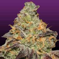 La cookies cannabis strain is a potent indica dominant hybrid by cali connection seed co. La Cookies Strain Thc 15 20 The Cali Connection Seeds