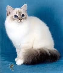 Birman Blue Point Kittens For Sale Beautiful Lynx Point Grand Champion Birman Birman Cat Cat Lovers Domestic Cat Breeds