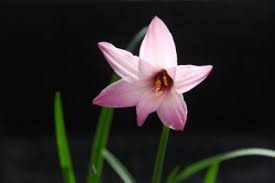 We did not find results for: Care Of Rain Lily Bulbs How To Grow Rain Lilies