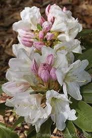 Pin On Azaleias Rododendros