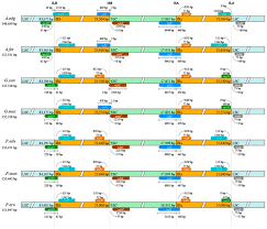 Image result for Decorsea schlechteri