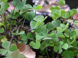 Image result for Marsilea vera