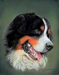 Dog Original Pastel Painting Bernese Mountain Dog Pastel Drawing Realistic Animal Painting Fine Art Photoreal Animal Paintings Photorealism Wildlife Artwork Milla the bernese mountain dog. dog original pastel painting bernese