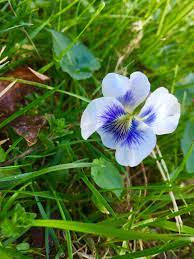 We did not find results for: Identifying Native Plants In Western North Carolina North Carolina Cooperative Extension