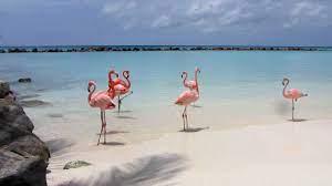 Aruba è una nazione costitutiva del regno dei paesi bassi; Caraibi Cosa Vedere Ad Aruba L Isola Dei Fenicotteri Rosa Studentville