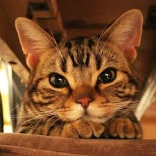 Pin By Zeinab Yousefi Nejad On Cats Cats Cute Animals Cute Cats