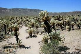As we continued our march 2018 california trip, we stopped at the cholla cactus garden in joshua tree national park. Cholla Cactus Garden Joshua Tree Hikespeak Com