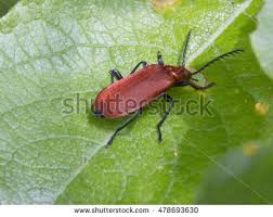 Résultat de recherche d'images pour "metallic green fig beetle"