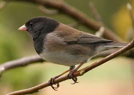 Big Black Bird With White Head And White Tail Dark Eyed Junco Birds Beautiful Birds Backyard Birds