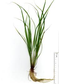 Image result for Eragrostis atrovirens