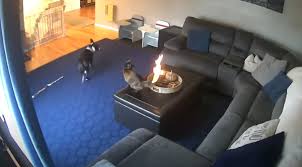 In this form of entertainment, people would gather dozens of cats in a net and hoist them high into the. Cat Completely Unfazed By Tail On Fire