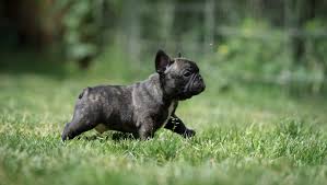 Rassehund Mit Beipackzettel Edit Magazin