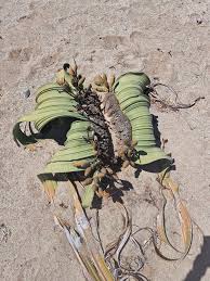 Image result for Welwitschiaceae